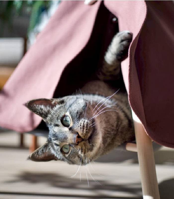 Cat Tent – Cute Cat Teepee with Fabric Cat Bed – Funny Teepee Tent for Small Cats and Dogs – Durable Wood and Soft Wool Pet Tent for Indoor Pets - Image 6